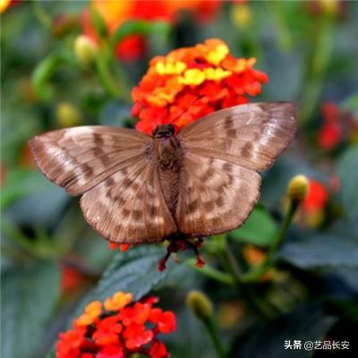 修仙梦幻侠客手游